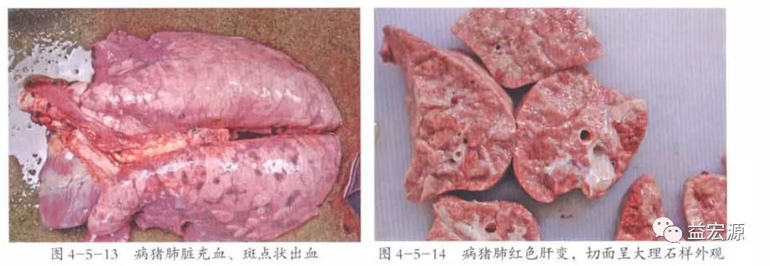 冬季猪场呼吸道疾病猪肺疫