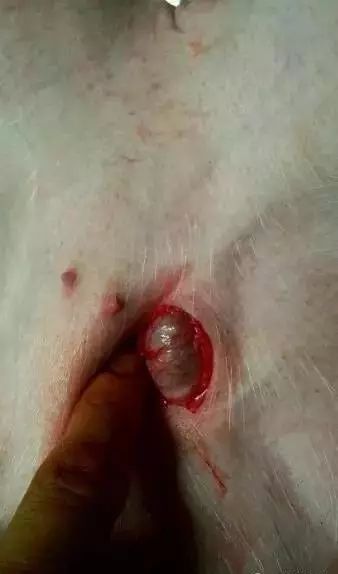 视频仔猪阴囊疝手术附图详细操作过程