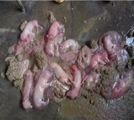 猪伪狂犬难控，到底该如何免疫？