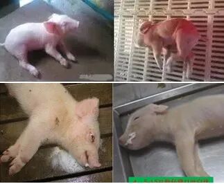 猪伪狂犬难控，到底该如何免疫？