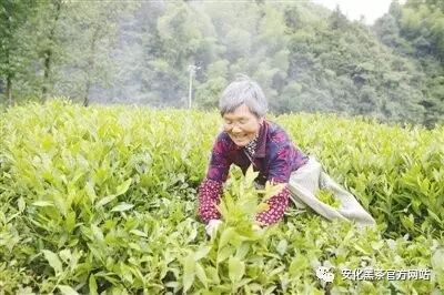 人民日报:小茶叶如何扛起脱贫大梁——对湖南安化黑茶产业扶贫的