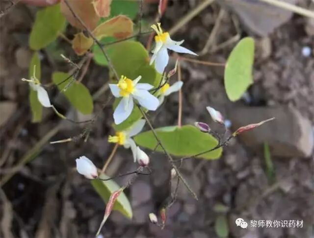 黎师教你识药材（二十四）：淫羊藿的鉴别