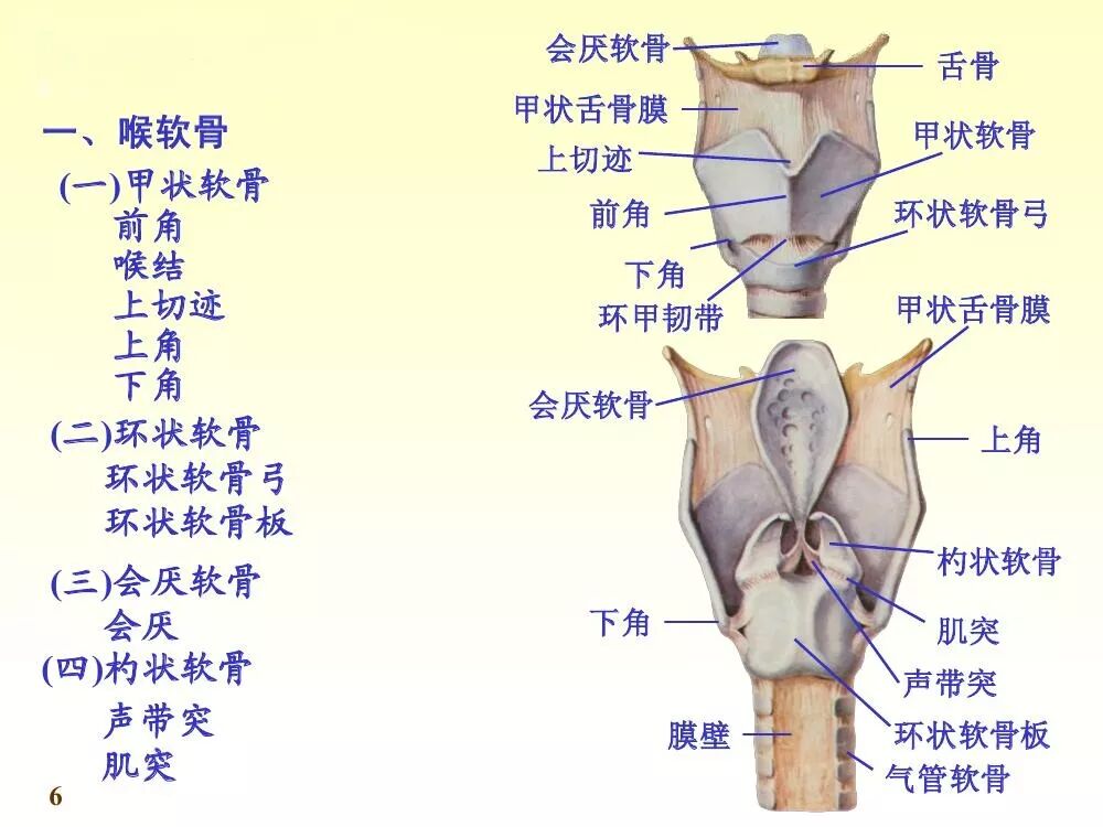 由两块软骨板的连接而成,连结处构成约90°的角,其上部向前突出称喉结