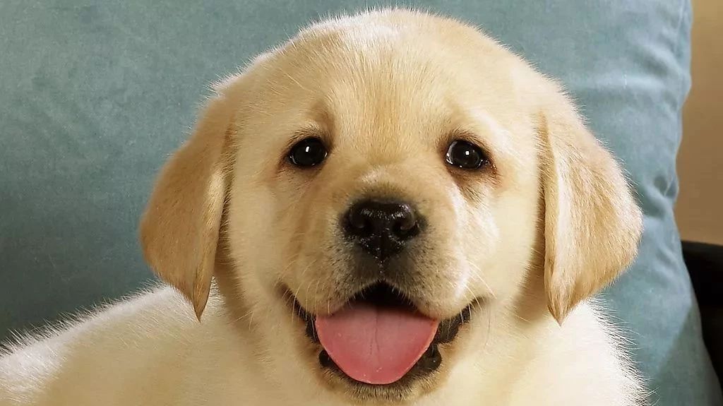 クール 犬唾液腺囊肿