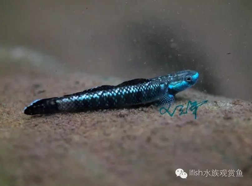 中文名:明仁枝牙虾虎 名字的来源 因为本种系由日本的明仁天皇本人所