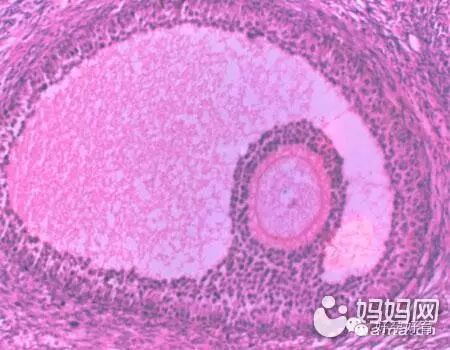 卵子发育不良如何备孕?-怀孕期