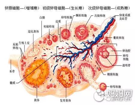 卵子发育不良如何备孕?