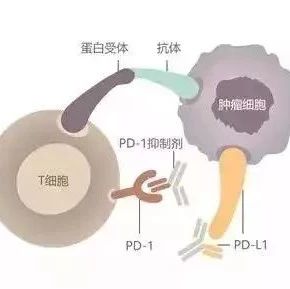 抗癌神药管不管用,一滴血就知道?