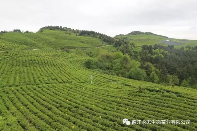 白兰春牌"茶叶出自贵州德江香炉山海拔1000米以上的高山之上,常年云雾图片