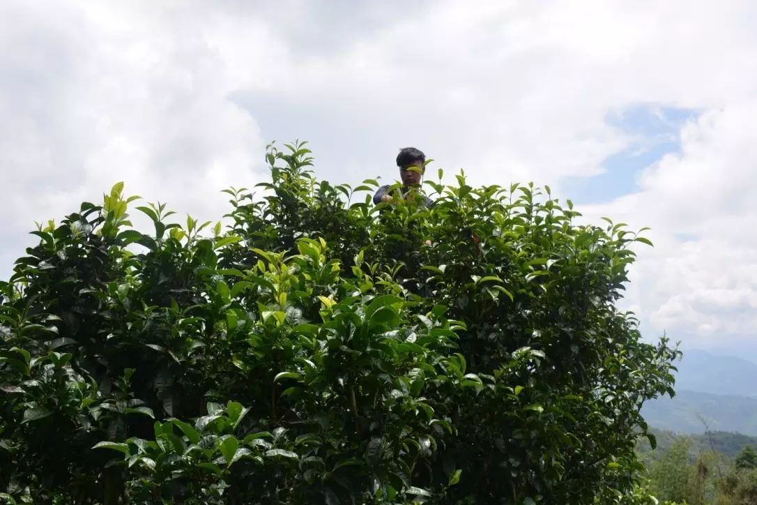 这样做出来的古树普洱茶才具独特的青木花香果香又带有云南阳光的味道