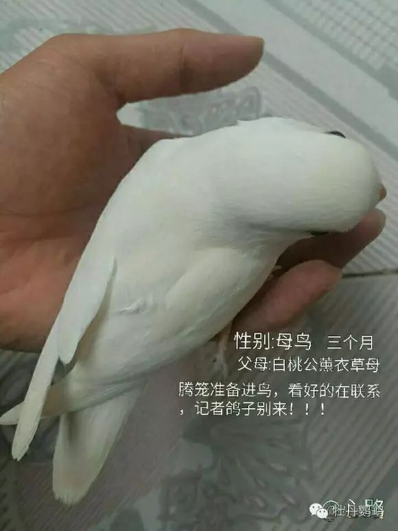 面类牡丹鹦鹉18种基础基因介绍