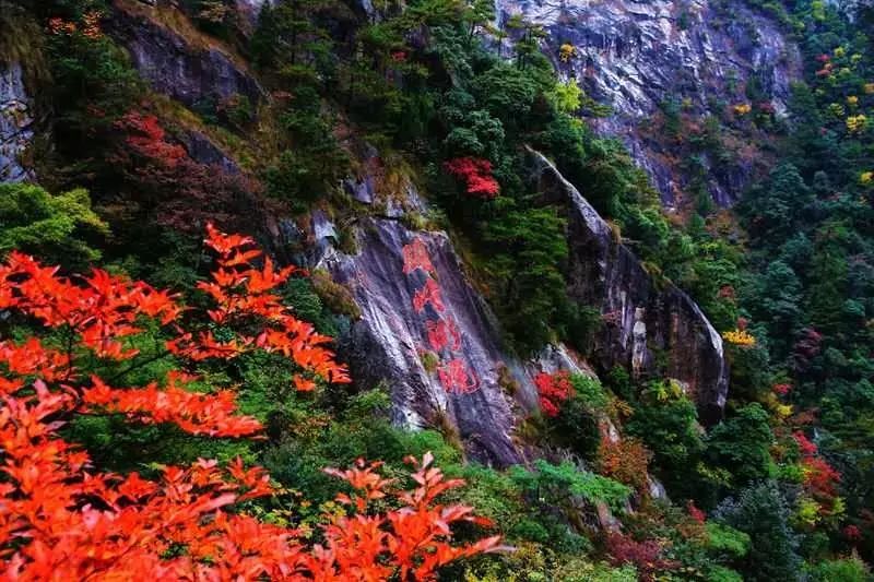 天高秋爽,霜叶红于二月花,一片深秋的景色,一个秋天的童话,大明山的