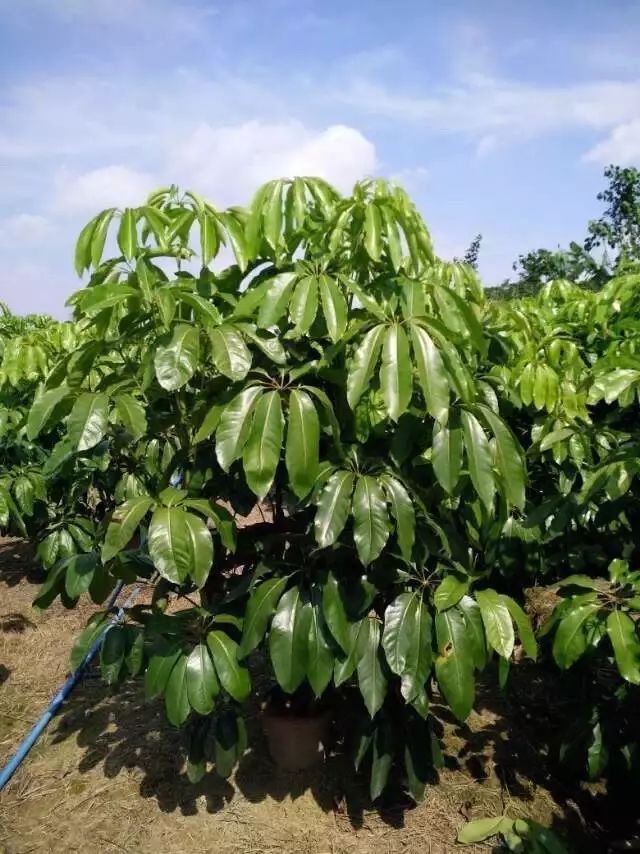 大叶伞的种植方法和注意事项