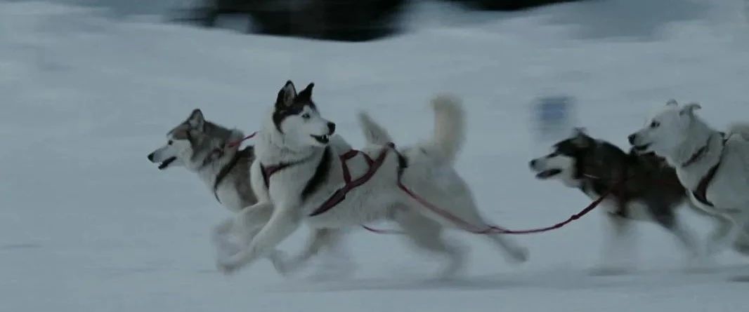 用狗当主演的高分电影《南极大冒险》