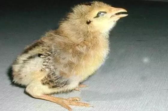 鸡传支预防有重点