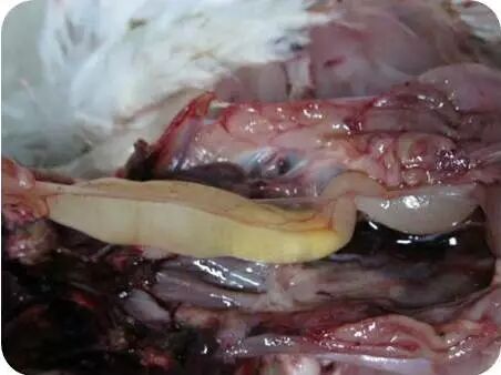 鸡传支预防有重点