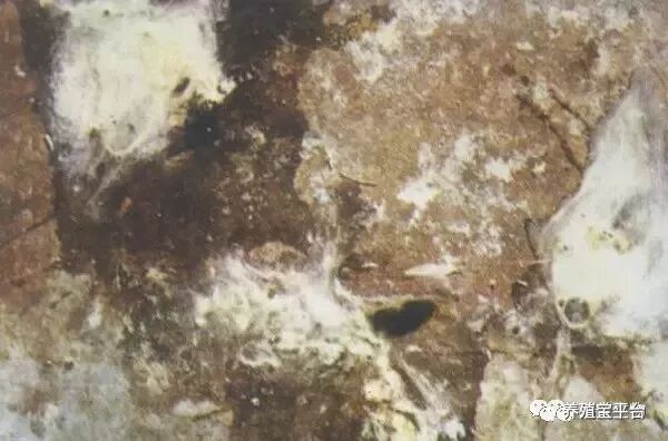 谨防鸡法氏囊传染病