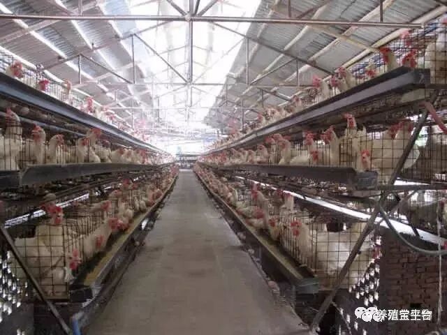 谨防鸡法氏囊传染病