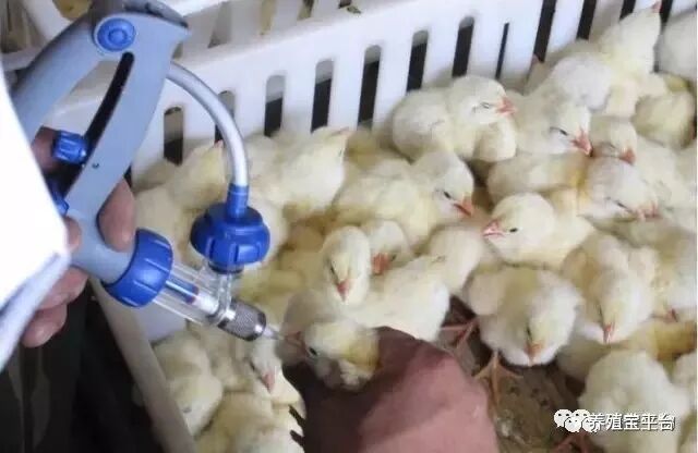 谨防鸡法氏囊传染病