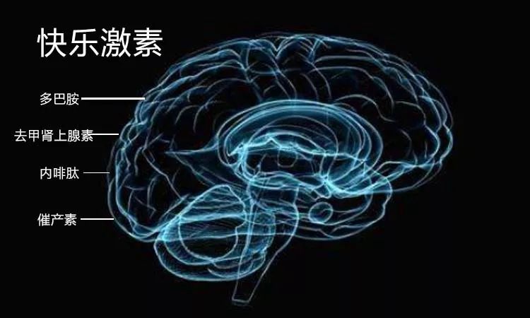 happines hormone),其中我们最为熟知的包括:能让人产生快感的 多巴胺