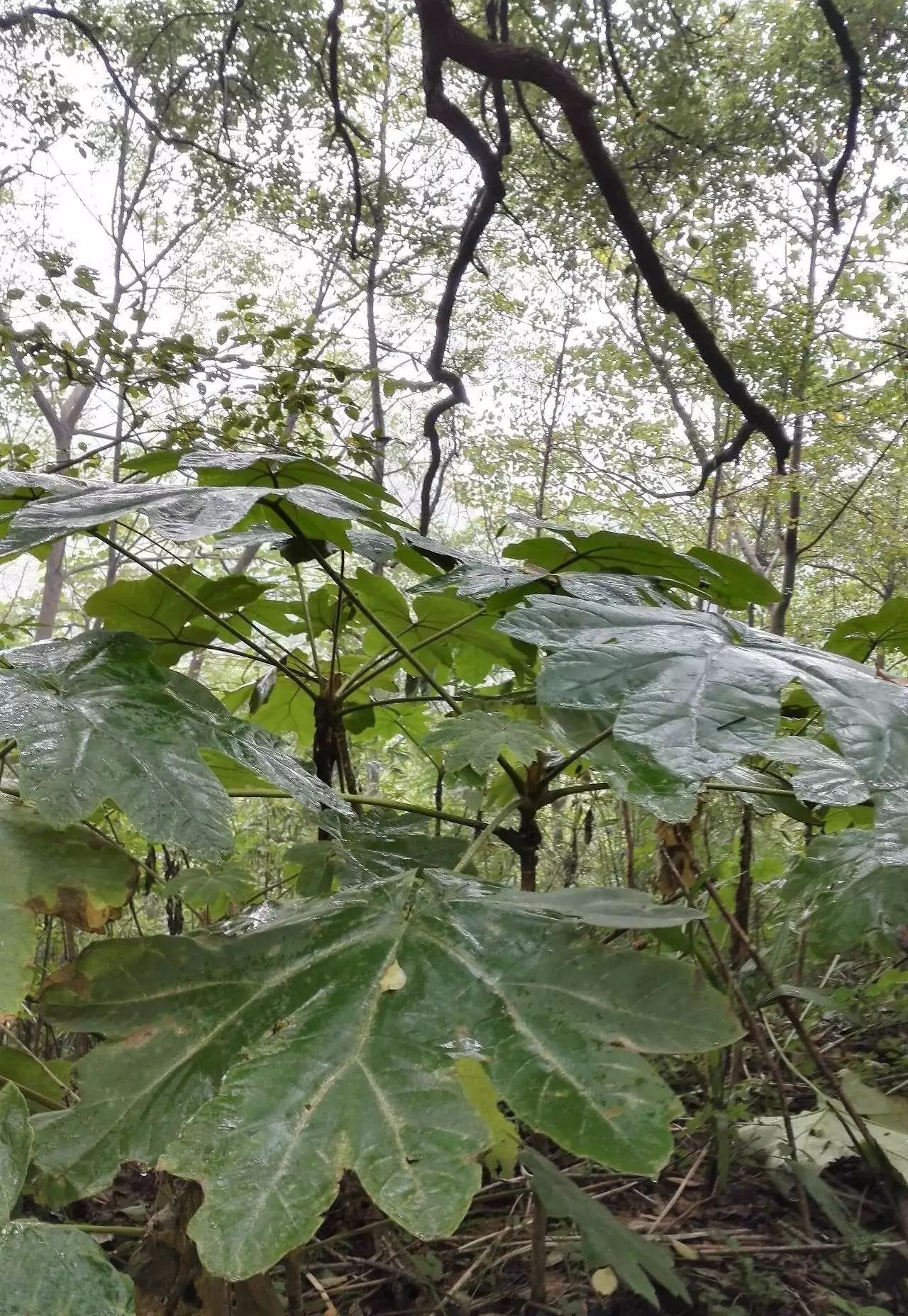 园看到一处景:"上面柳杏诸树,虽无花叶,却用各色绸绫纸绢及通草为花