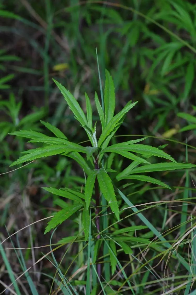 芦蒿| 草中之翘楚,盘中之佳肴