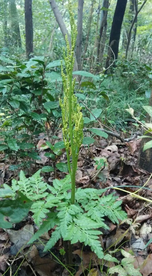 一封情书除了植物字里行间都是你