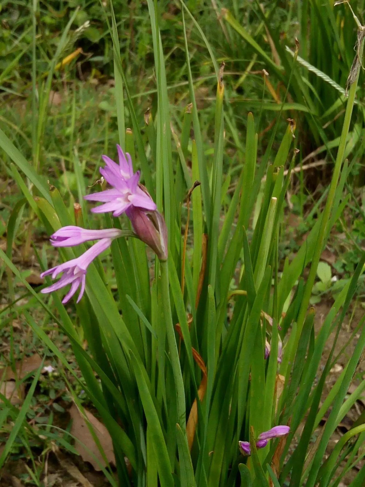 石蒜科 紫娇花属 紫娇花 tulbaghia violacea