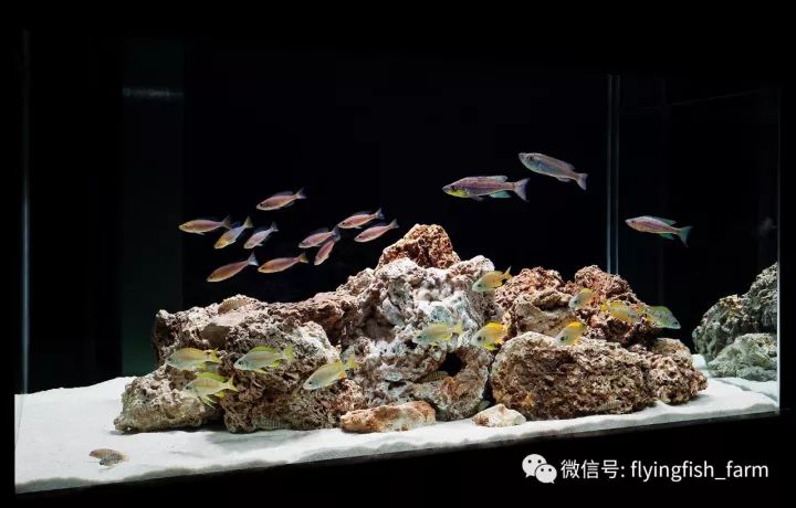 【繁殖入门】如何让自己水族箱中的三湖慈鲷繁殖?