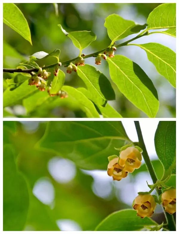 你吃的柿子都结在黑枣树上 5月,黑枣树正在开花,花很小也不香,没有