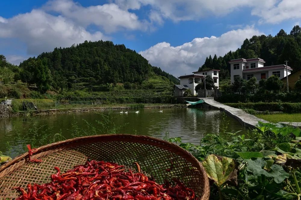 湘西凤凰菖蒲塘村:从精准脱贫到乡村振兴的样本