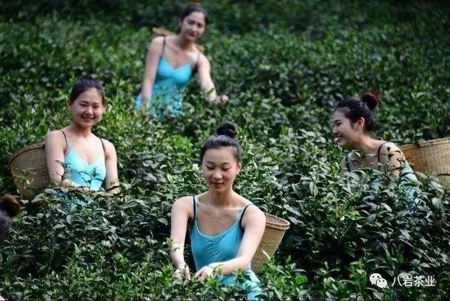 信阳毛尖名气_信阳毛尖多少钱一斤_信阳毛尖茶馆