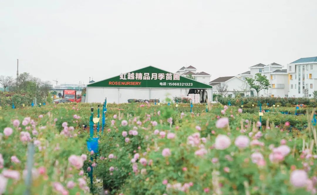 第四届世界花园大会下周在海宁长安启幕!今年有啥新鲜"花"样?