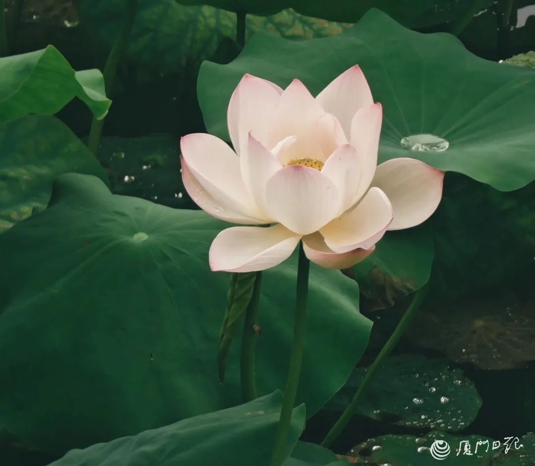 定能生慧 南普陀寺荷花[呲牙][握手](11680430)-20250530092145_副本.jpg