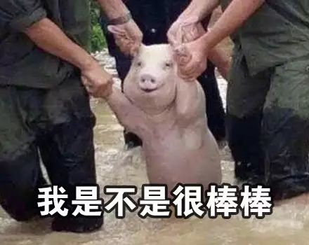 这只新晋表情包网红,火到国外网友都开始了ps大赛