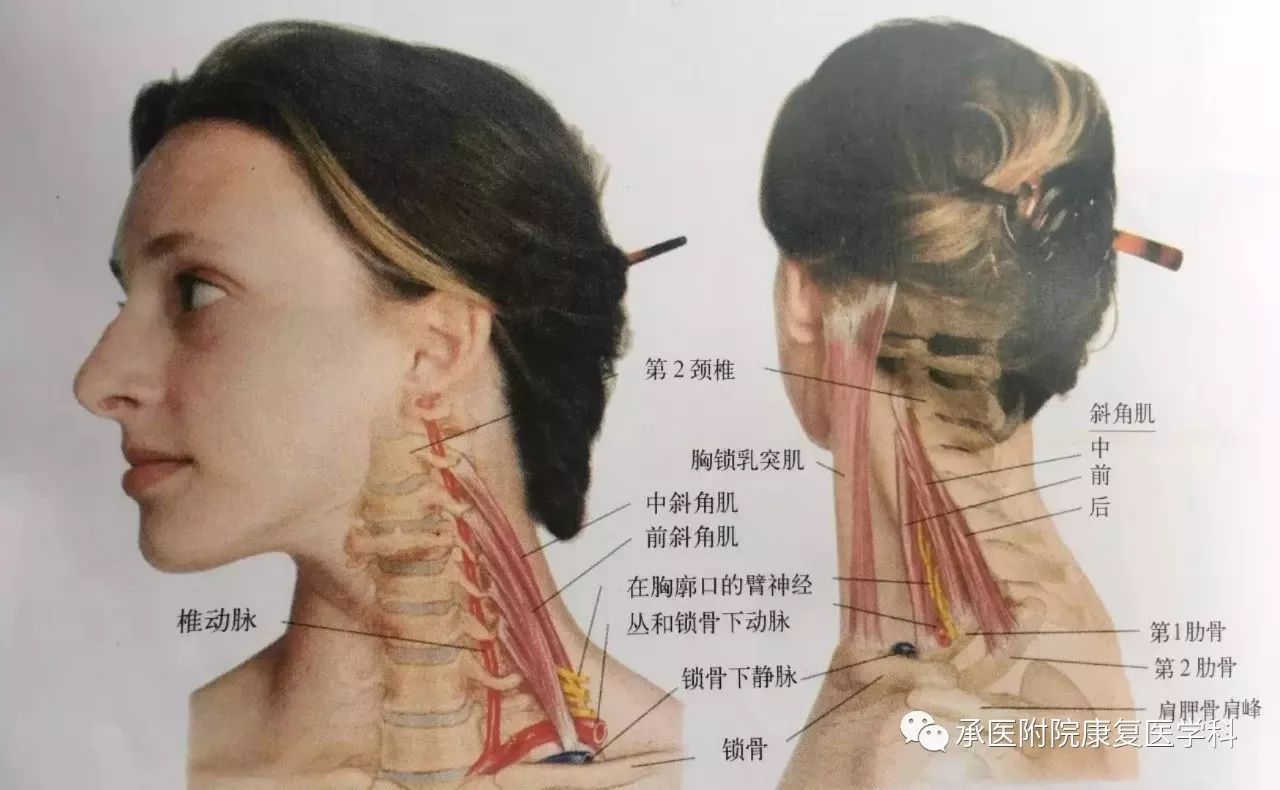斜角肌位于颈部侧面,起于颈椎横突止于第一二肋骨,止于第一,第二肋骨