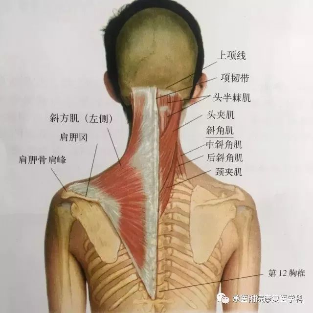 起于1-4颈椎横突,位于肩胛骨内上角与肩胛骨内侧缘.