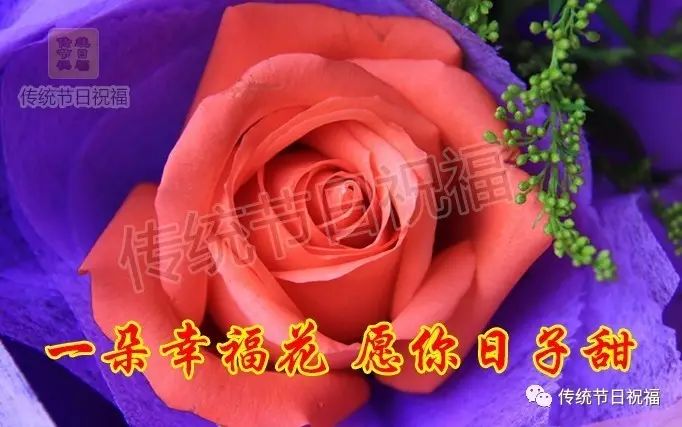 再送一朵祝福花 一朵快乐花 一朵好运花 一朵如意花 一朵幸福花 一朵