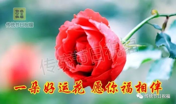 一束随便花 想买啥就买啥 再送一朵祝福花 一朵快乐花 一朵好运花