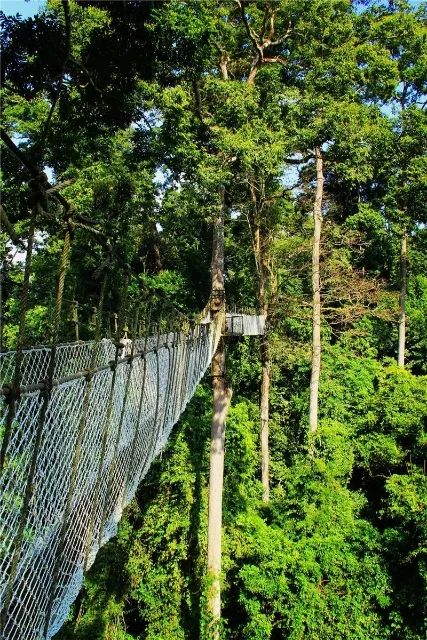 (热带雨林风光)2,2021年9月15日—2021年12月31日望天树景区推出"本地