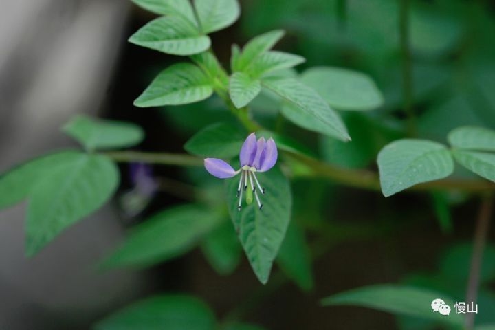 白花菜科 鸟足菜属 皱子白花菜 cleome rutidosperma,继去年自己冒出