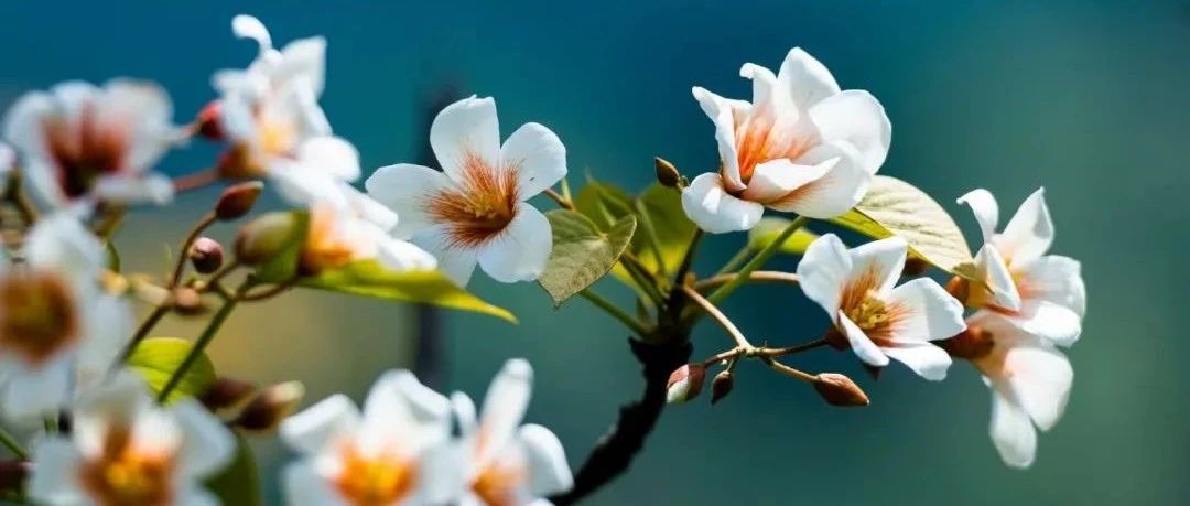 广西中职排名前十的学校-比较出名的技工学校有哪些-比较出名的中专学校