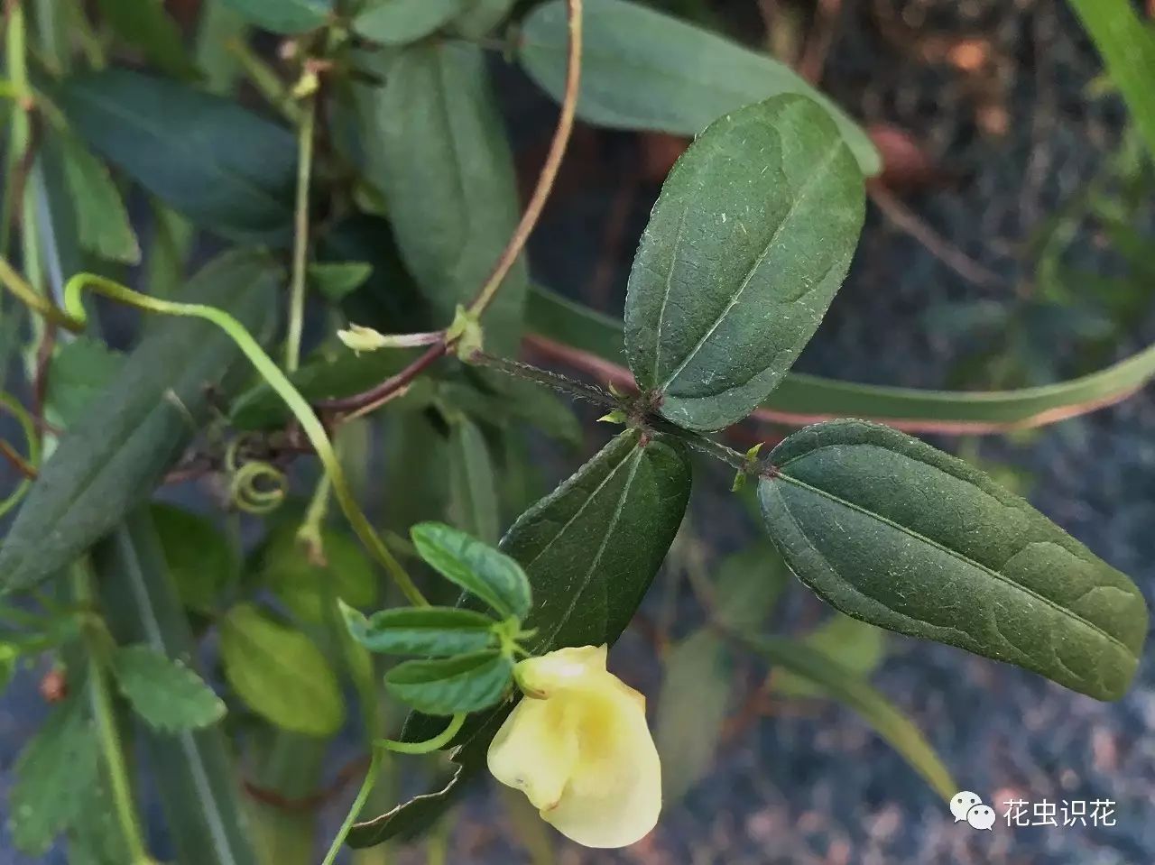 贼小豆(豆科 豇豆属)