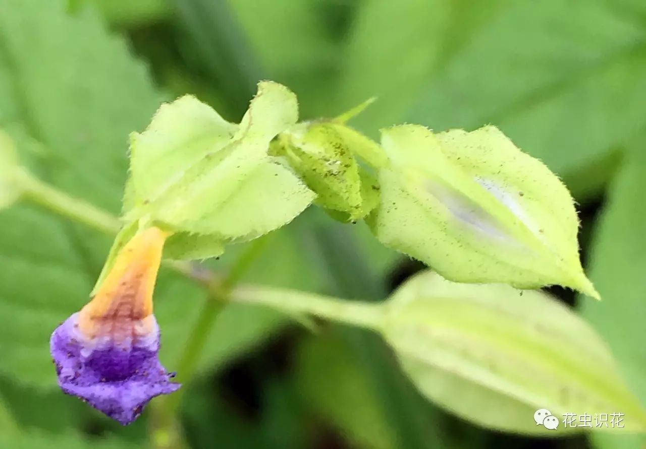 紫萼蝴蝶草玄参科蝴蝶草属