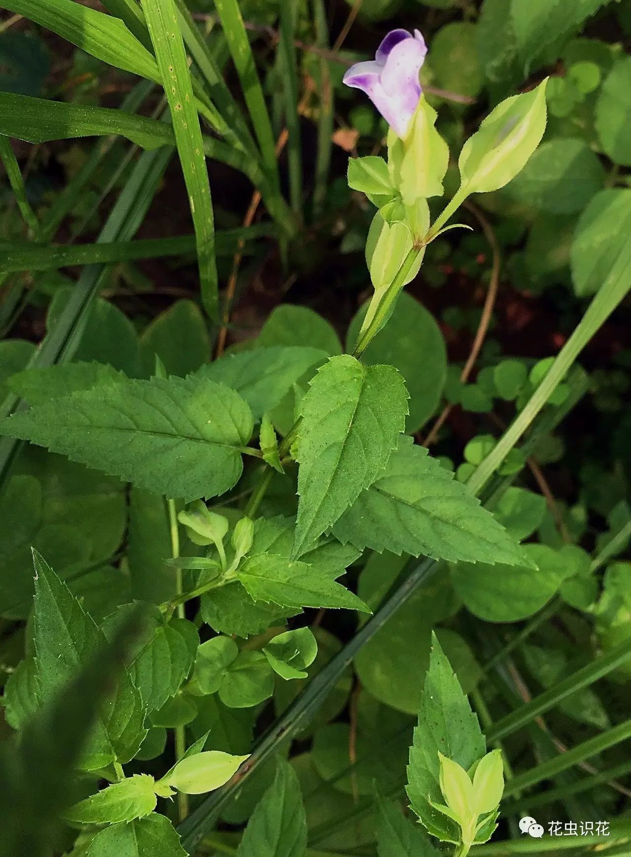 紫萼蝴蝶草(玄参科 蝴蝶草属 )