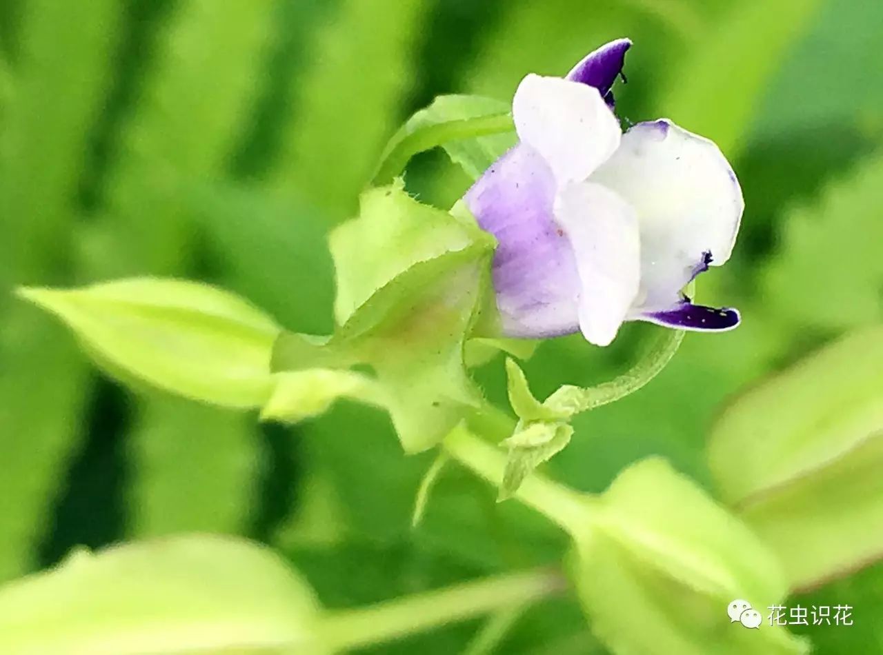 紫萼蝴蝶草玄参科蝴蝶草属