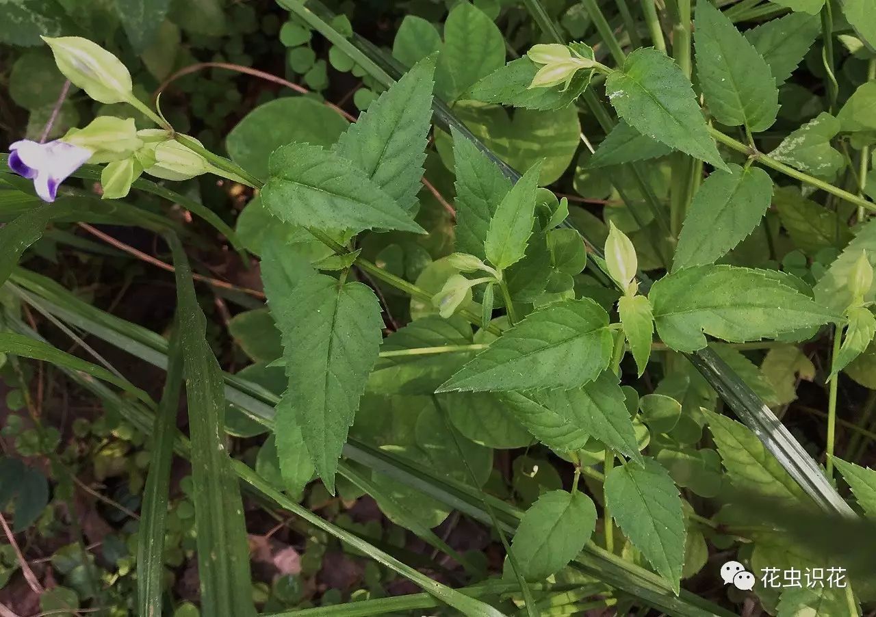 紫萼蝴蝶草(玄参科 蝴蝶草属 )