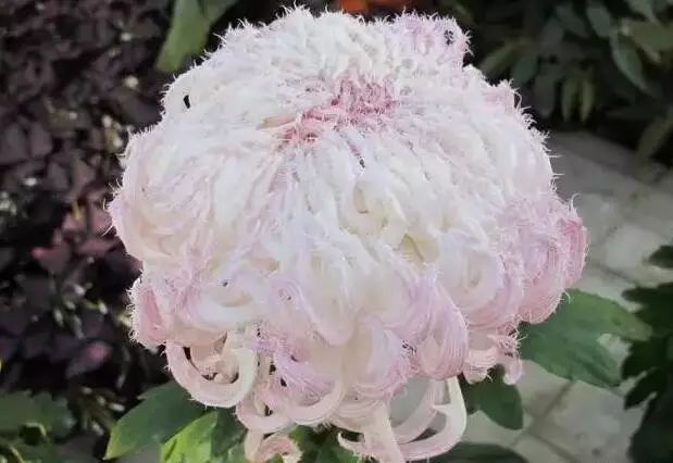 全世界最美菊花 ,终于找齐了, 太娇艳太珍贵了!