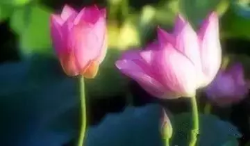 赢在和气,死在脾气,修炼大气 - 夏季草原 - 夏季草原的博客 赢在和气,死在脾气,修炼大气 - 夏季草原 - 夏季草原的博客