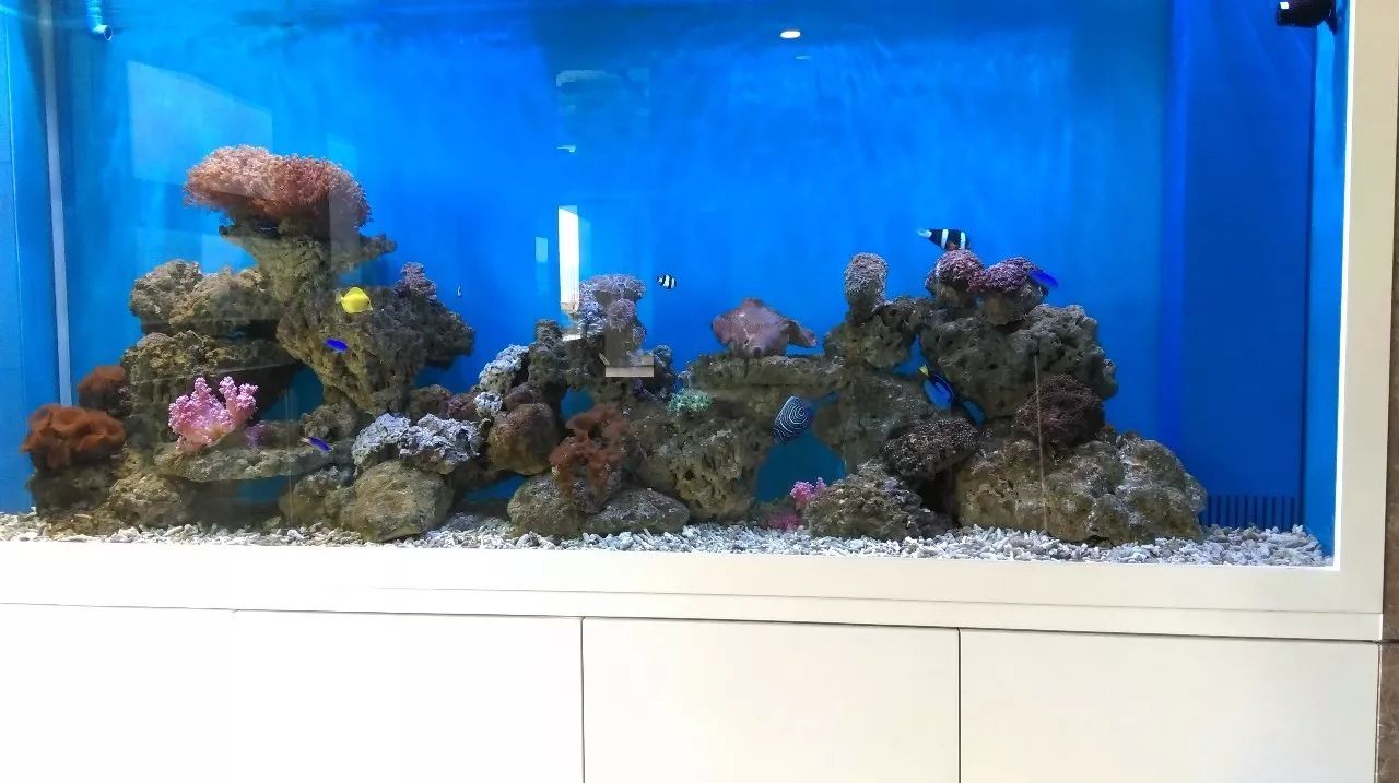 深圳养海水观赏鱼订做鱼缸水族箱的基本设备